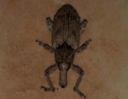 الزعاق يكشف سبب انتشار حشرة "الدوب".. ويؤكد: ليست مؤذية